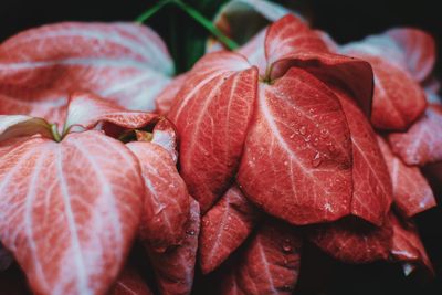 Close-up of red flowers and leaves