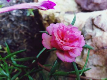 Close-up of pink rose