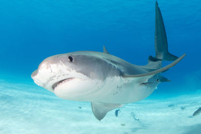 animal wildlife