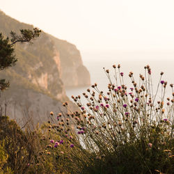 Purple flowering plants on field against sky