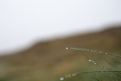 Close-up of butterfly on plant