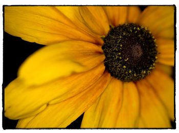 Close-up of sunflower