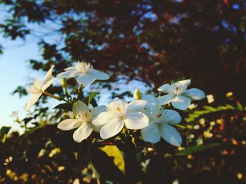 Close-up of fresh flowers blooming in park