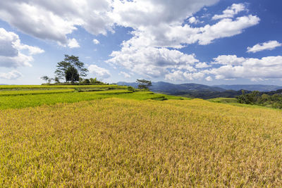 Scenic view of field against sky