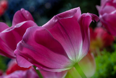 Close-up of pink tulip