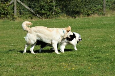 Side view of a dog running on grass