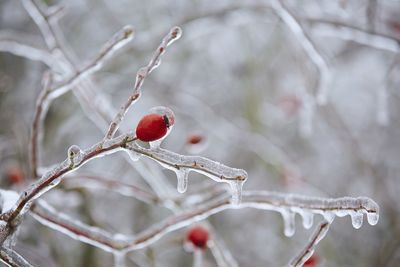 Close-up of red berries on tree