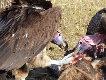 Close-up of vultures eating dead animal