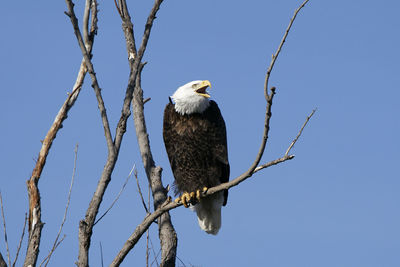 Low angle view of eagle perching on branch against sky