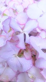 Close-up of pink flowers