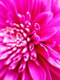 Macro shot of pink flower