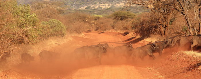 Buffaloes crossing dirt road by dust at tsavo east national park