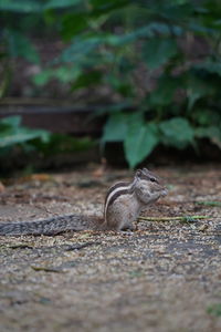 Side view of lizard on rock