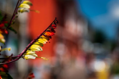 Close-up of red flower