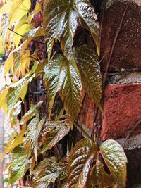 Close-up of dry leaves on tree