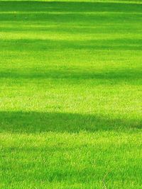 Trees on grassy field