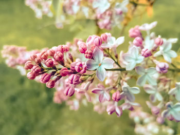 Close-up of pink flowering plant