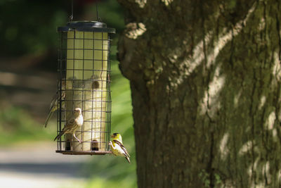 Close-up of bird perching on a feeder