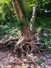 Tree roots in forest