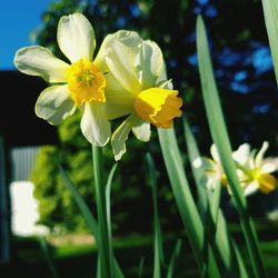 Close-up of yellow flower