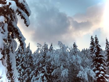 Low angle view of snow covered trees against sky