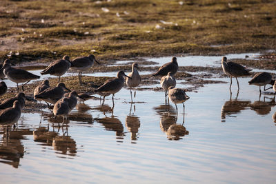 Flock of birds in lake