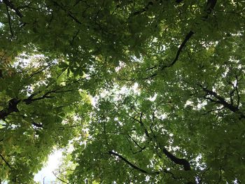 Low angle view of trees in forest