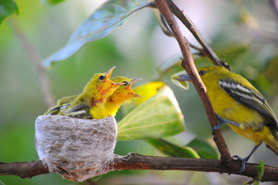 Close-up of birds perching on branch