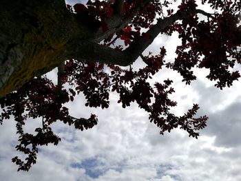 Low angle view of tree against sky