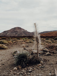 Scenic view of arid landscape against sky