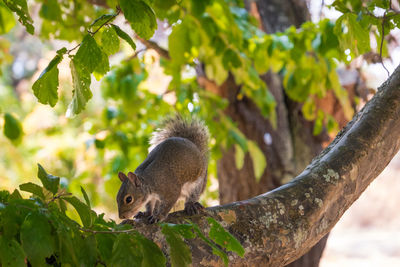 Squirrel on tree branch