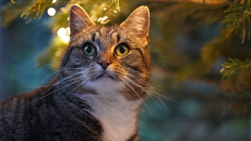 Close-up portrait of a cat against christmas lights 