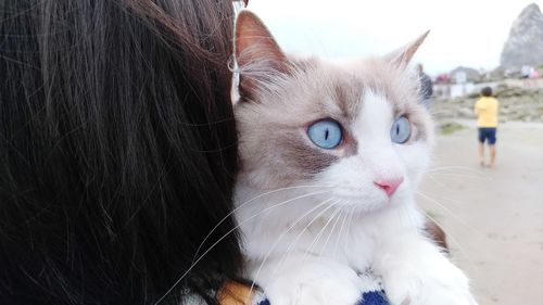 A curious siamese ragdoll taken to the beach.