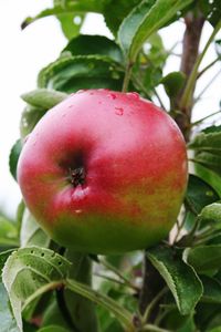 Close-up of apple on tree