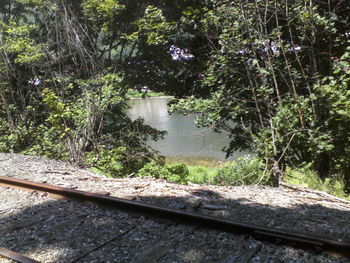 Lake by trees