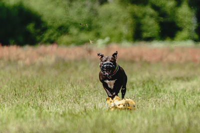 Staffordshire bull terrier running fast and chasing lure across green field at dog racing competion