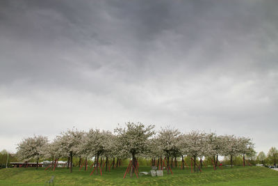 Trees on field against sky
