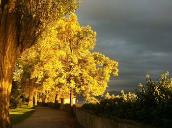 Footpath amidst trees