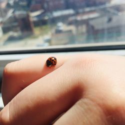 Close-up of insect on hand