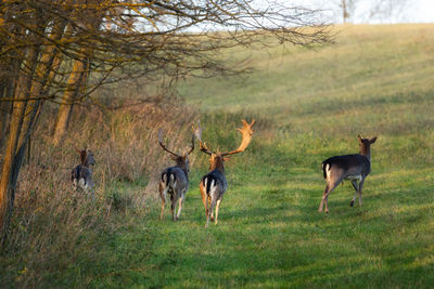 Horses in a field