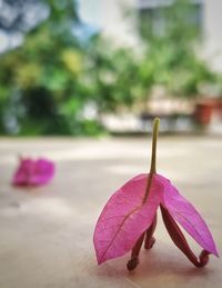 Close-up of pink flowers