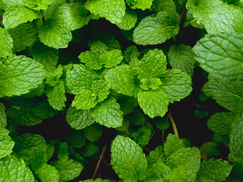 Full frame shot of fresh green leaves