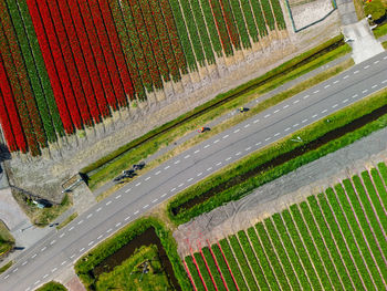 High angle view of agricultural field