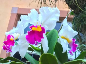 Close-up of multi colored flowers blooming outdoors