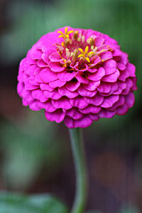 Close-up of pink dahlia blooming outdoors