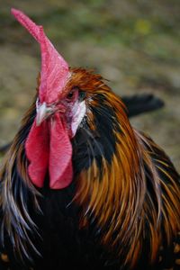 Close-up of rooster