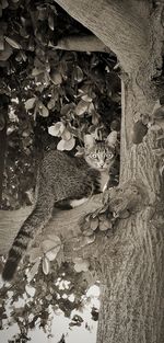 High angle view of squirrel on tree trunk