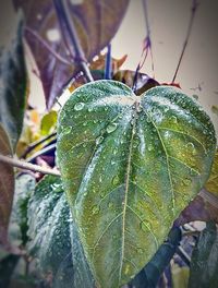 Close-up of leaf on plant