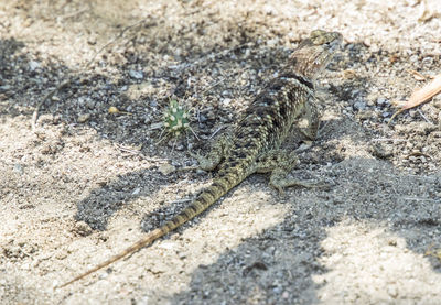 High angle view of lizard on dirt