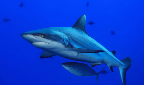 Close-up of fish swimming in sea